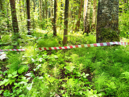 Red and white striped ribbon strung between trees in a forest, indicating a dangerous area. Mines, a minefield. War, military operationsの写真素材