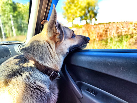 A German Shepherd relaxes with its head resting on the open car window, taking in the fresh breeze and picturesque surroundings.の写真素材
