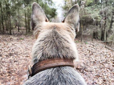 Dog German Shepherd in winter day, white snow and trees around. Waiting dog in park or forest