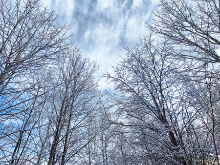 Snow-laden branches reach skyward as clouds drift above, creating a serene winter atmosphere in a quiet woodland.の写真素材