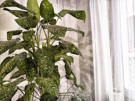 Dieffenbachia plant in a pot on a stool by the window. Retro interior in light colors. Background with plant with green leaves and fabricの写真素材