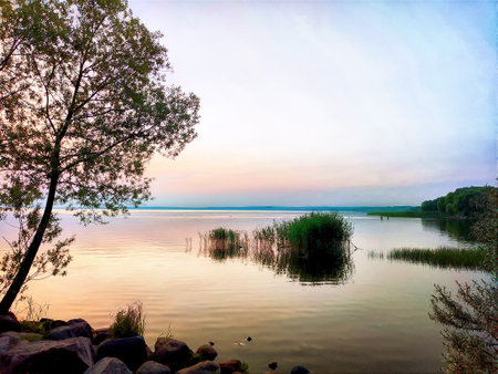 Sunset casts a warm glow over serene waters, highlighting plants along the shore and creating a peaceful atmosphere.の写真素材