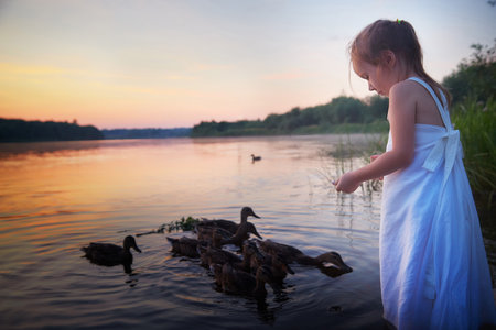 A little girl in a white sundress feeds ducks in the water of a river or lake at sunsetの写真素材