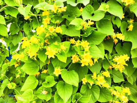Yellow blossoms thrive on lush green foliage in a bright garden under clear blue skies, showing...