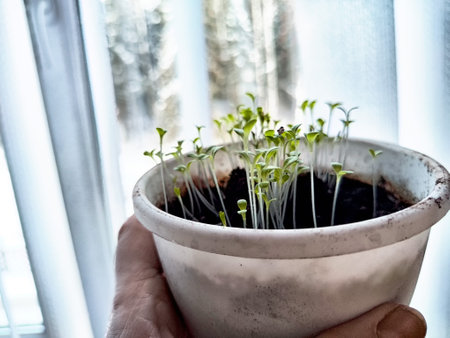Small green sprouts thrive in a white pot, illuminated by sunlight streaming through a window.の写真素材