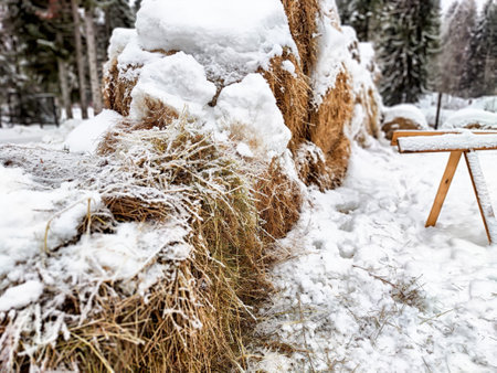 A row of snow-covered hay bales rests near a wooden table in a wintery landscape surrounded by trees.の写真素材