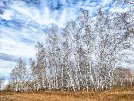 Birch trees with white bark sway gently in the breeze, surrounded by golden grass under a vast blue sky.の写真素材