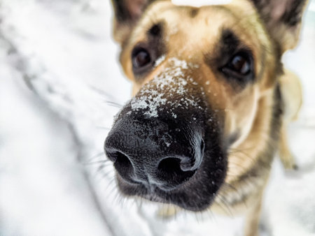 A playful german shepherd explores a snowy forest, showing its excitement in the cold winter environment.の写真素材