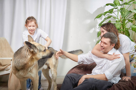 Family enjoys playful moment with their dog at home while daughter interacts joyfully with her parentsの写真素材