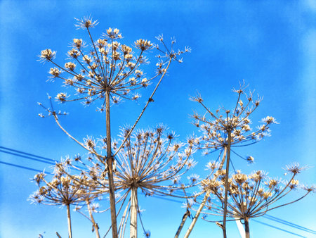 Tall, delicate flowering plants stretch towards a vivid blue sky, framed by utility lines under bright sunlight on a clear day.の写真素材
