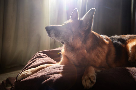 A German Shepherd rests comfortably on a soft surface, enjoying the warm sunlight streaming in from...