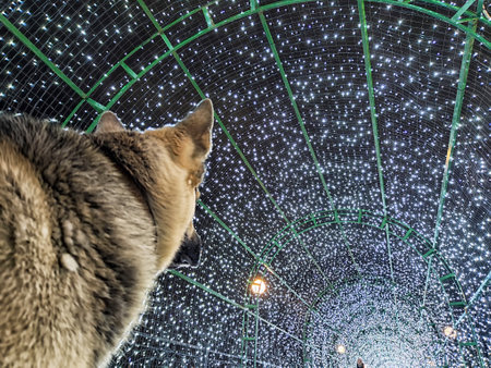 A dog enjoys a mesmerizing experience under a canopy of bright lights in a festive tunnel during the evening.の写真素材