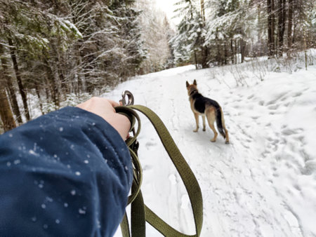 Enjoying a winter walk with a German shepherd alongside snowy trails in a peaceful forest setting.