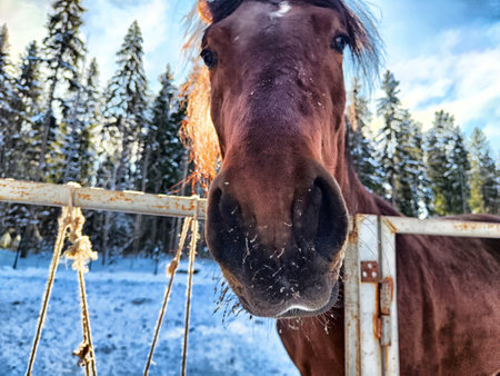 A curious brown horse leans close to a fence, surrounded by a winter wonderland of snow and evergreen trees under a clear sky.の写真素材