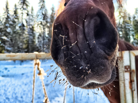 A horse's nose covered in snow stands near a fence surrounded by tall trees on a cold winter morning, evoking a peaceful atmosphere.の写真素材