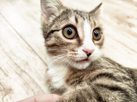 A curious tabby kitten lounges on a warm wooden floor, exploring its cozy surroundings.の写真素材