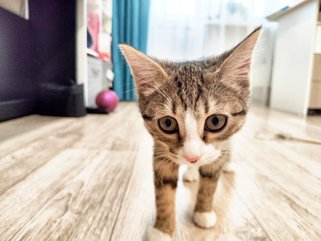 A playful kitten investigates its surroundings in a brightly lit living room, highlighting its playful nature and curiosity.の写真素材