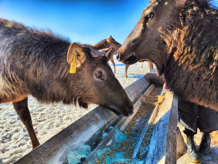 Maral deer engage in feeding at a farm under bright sunlight, showing their natural behavior in a serene environment.の写真素材