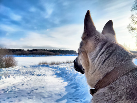 A dog stands on a snowy path, looking at a river surrounded by trees under a clear blue winter sky.の写真素材