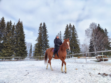 Rider enjoying a winter horseback ride in a snowy forest landscapeの写真素材