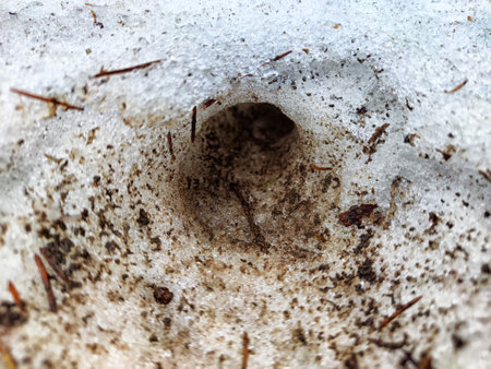A small burrow is visible beneath the snow, surrounded by dirt and pine needles, indicating wildlife activity in a cold forest.の写真素材