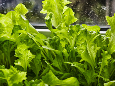 Vibrant green lettuce leaves thrive in a well-lit indoor garden, showing healthy growth and freshness.の写真素材