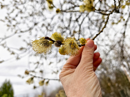 A hand gently holds a branch showing fluffy yellow-green blossoms against a cloudy spring sky, emphasizing the beauty of nature.の写真素材