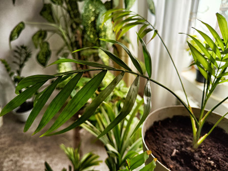 Indoor setting features various green plants with vibrant leaves, creating a serene atmosphere filled with natural light.の写真素材