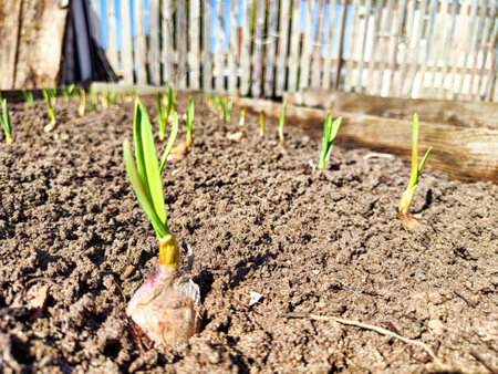 Fresh green shoots are breaking through the earth as spring growth begins in a sunny backyard garden with wooden fence background.の写真素材