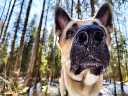 A curious dog stands in a vibrant forest, surrounded by evergreens and dappled sunlight filtering through branches. The setting indicates early spring with traces of snow.の写真素材