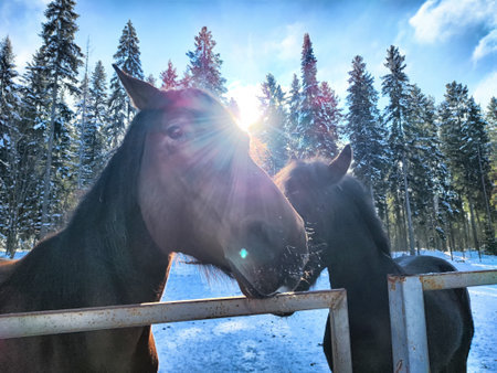 Two horses stand close together at a snowy fence in a beautiful forest with tall trees under a bright sun.の写真素材