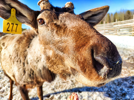 A maral deer stands at a farm, featuring prominent antlers and a curious gaze in bright sunlight.の写真素材