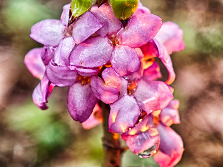 Colorful purple flowers adorned with droplets are captured in a lush environment, highlighting nature's beauty and detail.の写真素材