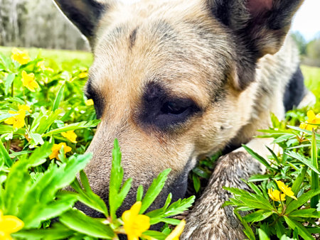 A German Shepherd sniffs flowers in a vibrant green field surrounded by nature, enjoying a peaceful afternoon outdoors.の写真素材