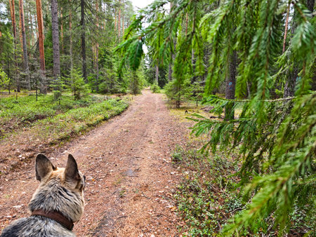 A curious dog observes a serene forest trail bordered by vibrant trees and dense foliage, creating a peaceful atmosphere.の写真素材