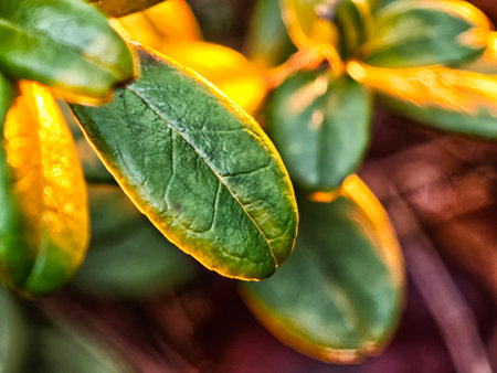 Vibrant green leaves catch the warm glow of sunset light, highlighting their texture and shape in a tranquil garden setting.の写真素材