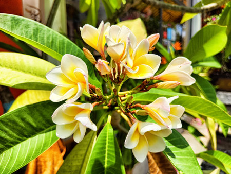 Plumeria flowers showcase their delicate petals in a garden, surrounded by lush green leaves under bright sunlight.の写真素材