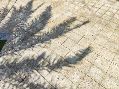 Leaves from a nearby plant create intricate shadows on a patterned stone ground under clear skies during daylight hours.の写真素材