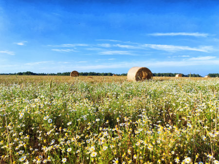 Vibrant wildflowers blanket a sunny field dotted with hay bales, showcasing a picturesque rural landscape on a warm summer day.の写真素材