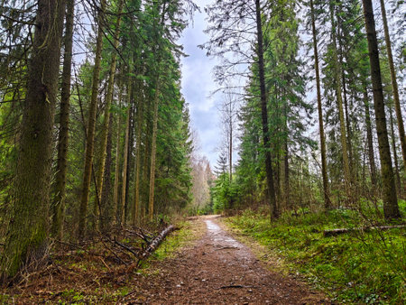 A peaceful trail stretches ahead through a vibrant forest, showcasing new leaves and a tranquil atmosphere on an overcast day.の写真素材