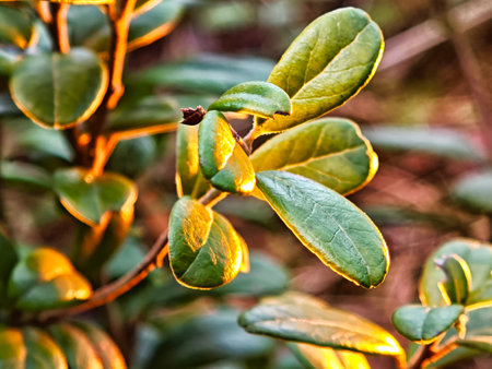 Golden light envelops lush green leaves, highlighting their texture and color during a serene...