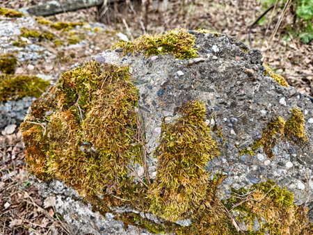A close-up view of a rock enveloped in vibrant green and brown moss, set in a quiet forest with fallen leaves.の写真素材