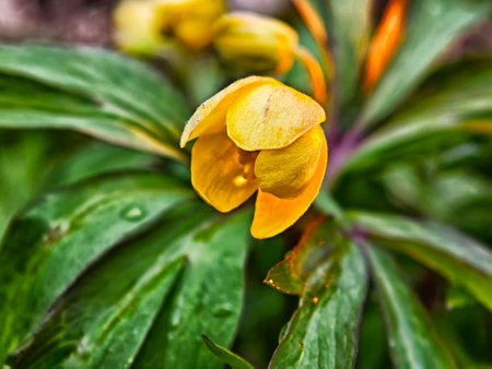 A striking yellow flower blooms among fresh green leaves, showing the beauty of nature in a garden...