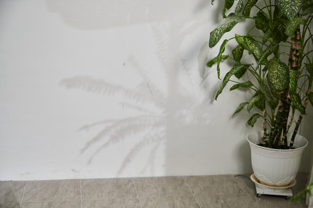 A green indoor plant in a white pot stands beside a wall, its leaves casting an intricate shadow on the surface. Natural light illuminates the space, creating a peaceful atmosphere.の写真素材