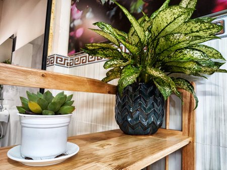 Two decorative plants are arranged on wooden shelves in a warmly lit indoor environment, enhancing the cozy atmosphere.の写真素材