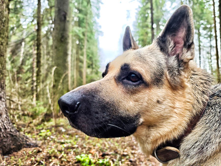 A german shepherd stands attentively in a dense forest as morning mist weaves through tall trees, creating a serene atmosphere.の写真素材