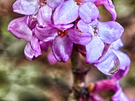 Delicate flowers with water droplets are prominently displayed in nature, showing the beauty of early spring growth.の写真素材