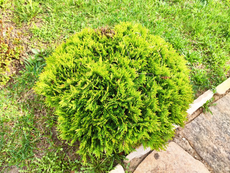 A vibrant, round bush thrives in a garden setting, surrounded by grass and a stone pathway, showing healthy greenery.の写真素材