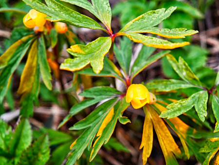 Yellow flowers emerge among rich green foliage in a forest setting, showing the beauty of nature in spring.の写真素材