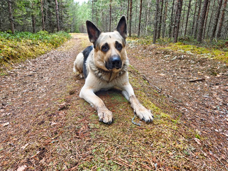 A German Shepherd relaxes on a moss-covered log along a tranquil forest path surrounded by tall trees and soft pine needles.の写真素材